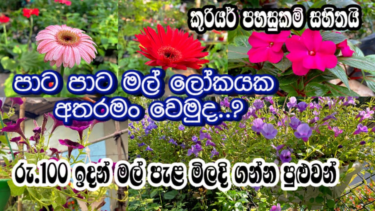 🥰පාට පාට මල් වලට ආස අයට/ගෙදරටම ගෙන්න ගන්න❤️Shall we go visit a plant nursery?#indoorplants #plants