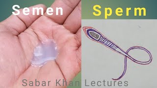 Paypoqdagi sexy eshak