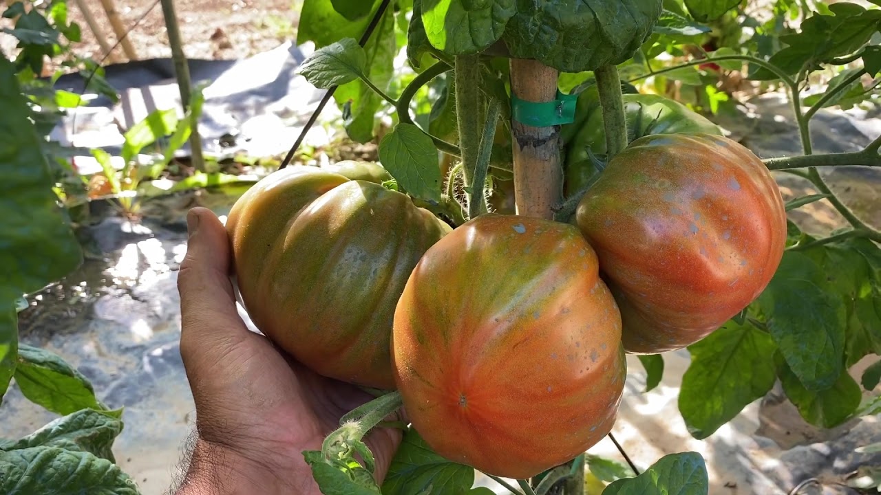 25 Semi Giganti !! Bistecca Pomodori !! Enorme E Grande - Foto 10