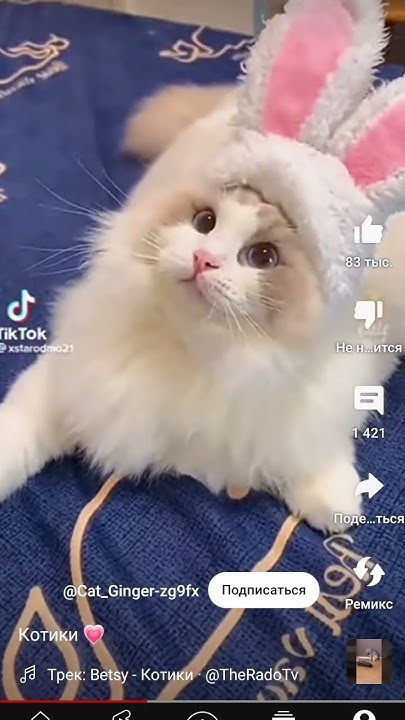 котики 😽 - YouTube