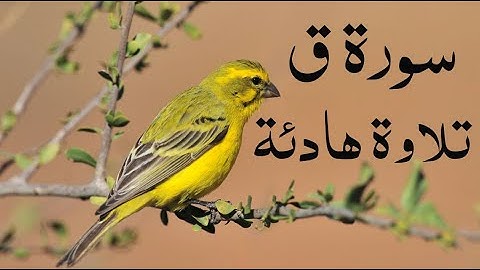 سورة ق تلاوة قرانيه هادئة 🎧تريح القلوب 💚والاعصاب 🌴