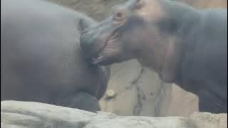 MAPENZI YA KIBOKO