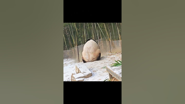 눈공주 푸바오의 첫눈챌린지 ⛄