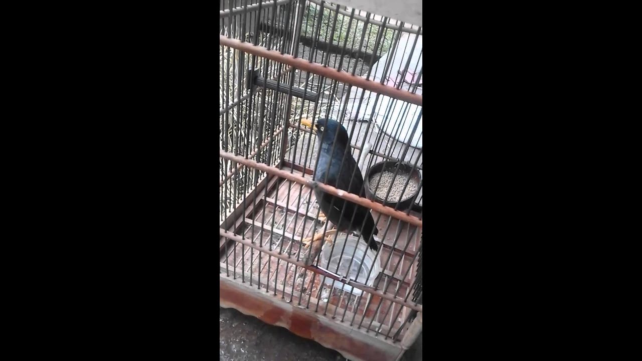 Jalak kebo adin su 