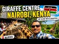 Feeding Giraffes at Giraffe Centre Nairobi, Kenya 🦒|| My Amazing Visit to the Giraffe in Nairobi!