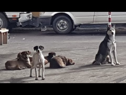 პი-პო და ტვ პირველის ეზოს ცუგები