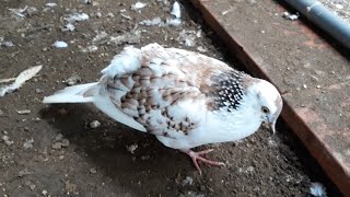 Anh Em Đam Mê Vào Xem Cu Gáy Thái Gù. Cu Gáy Thái - Nghi Đình. ( 0913343633 )