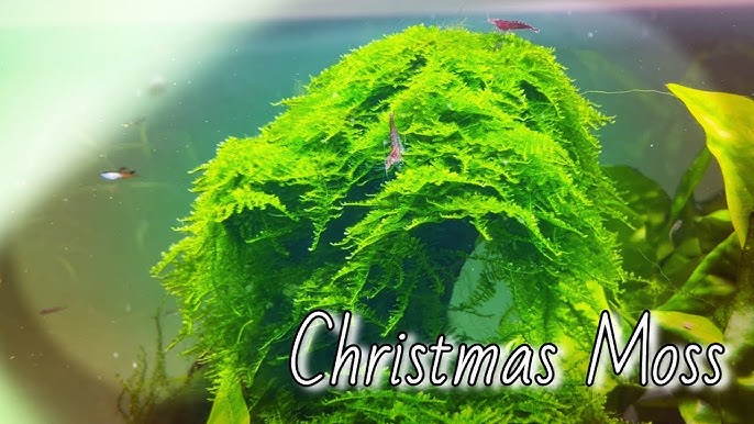 Christmas Moss Xmas Moss Easy Aquatic Plant for Planted Aquarium Tank –  Glass Aqua
