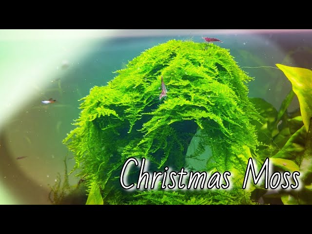 CHRISTMAS MOSS Vesicularia montagnei (Species Spotlight) 
