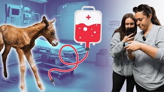 My Horse Had Her Baby - But She Needs Plasma...