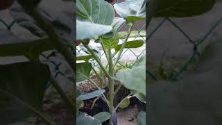 Pokok Sayur  Kailan tanam dalam poly beg - hanazida garden