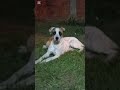 Goofy!! #shorts #mascotas #perros #tierno