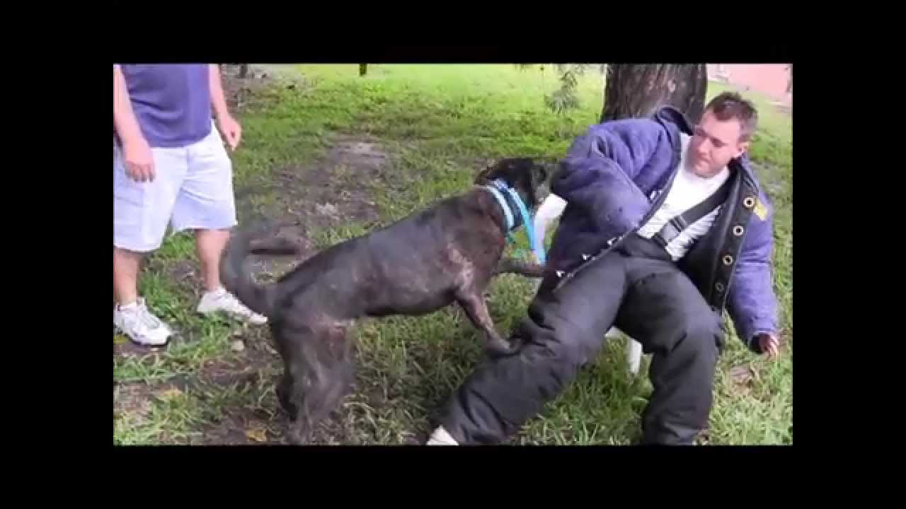 PROTECTION TRAINED DOG! Immediate response to commands is the key to