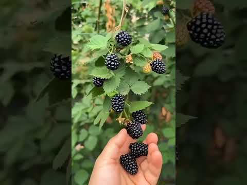 احجز الان توت بلاك بيري اكسبلور