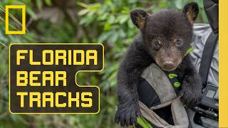 Florida Bear Tracks (Full Documentary) | SPECIAL | National Geographic