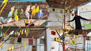 Bird Aviary Ko Full Open Aviary Bana Dia 🥰