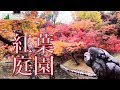 美しい見頃の紅葉庭園を散策！おすすめ絶景ドローン映像4K 九州 ランキングにあまり入らない穴場とも言える屈指の名所 用作公園