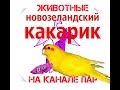 Домашние животные. Новозеландский Какарик.