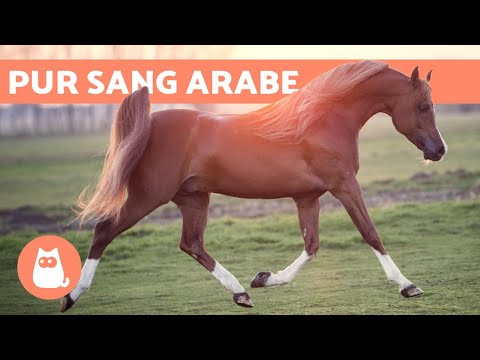Vidéo: Différence Entre Les Chevaux Arabes Et Quarter Horse