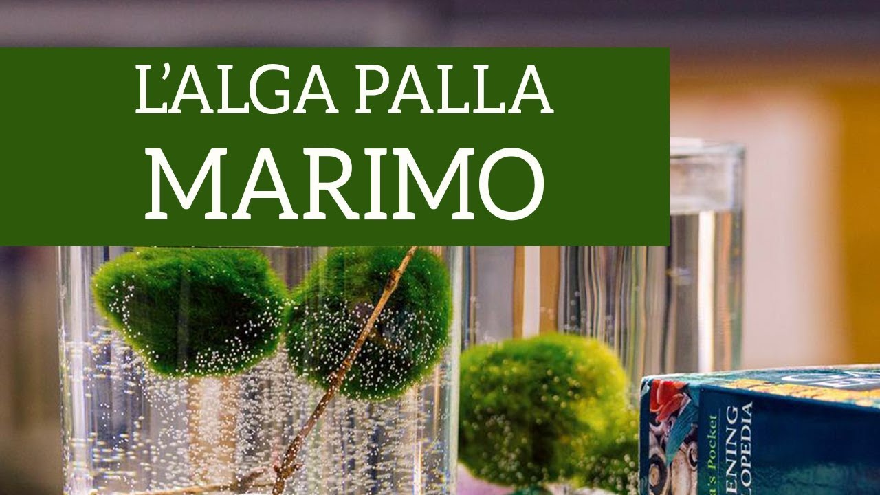 Marimo, the Japanese seaweed of lovers 