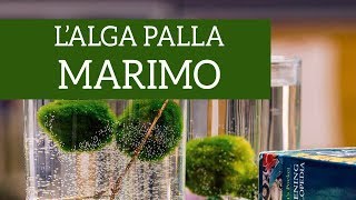 Il Marimo, Lalga Giapponese Degli Innamorati