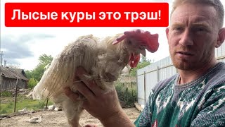 ЛЫСЫЕ КУРЫ С ПТИЦЕФАБРИКИ. ШКВАЛ ЭМОЦИЙ 😱😱😱