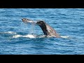 Pacific Gray Whales off the coast of California