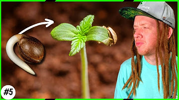 🌱The Secret to Starting Seeds Successfully