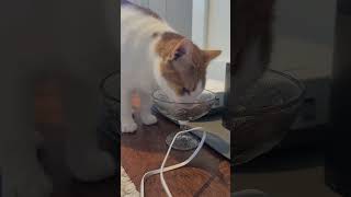 Ginger eating #cat #catsofinstagram #catshorts by Anth 28 views 1 month ago 1 minute, 2 seconds