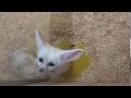 フェネックの赤ちゃん