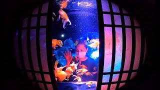 金魚３万匹が彩るアート