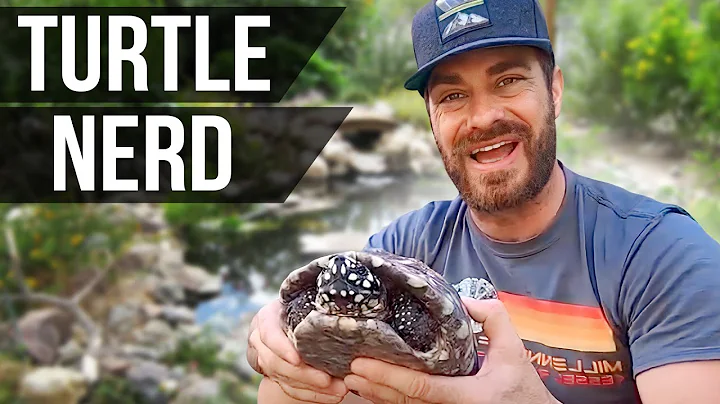 Turtle NerdOut!