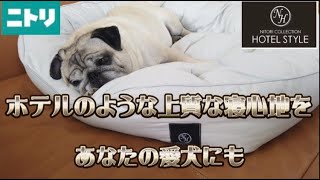 【ペット用ベッド】愛犬に最高の眠りを！　ニトリHOTEL STYLE