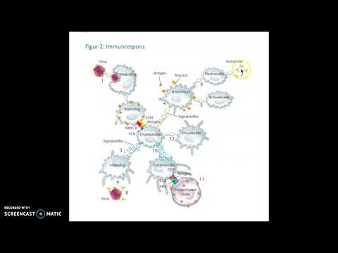 Immunrespons