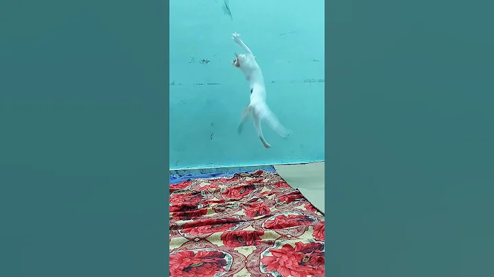 Watch the video about Cat video | funny cat video #shorts #cat