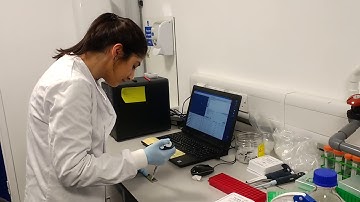 Counting live iPS cells for dopamine neuron differentiation