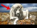 8 Most UNIQUE Lions Around The World!