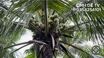 T1455💕Bán 2,6 công vườn dừa xã Long Hưng tiền giang (đồng tháp mới)