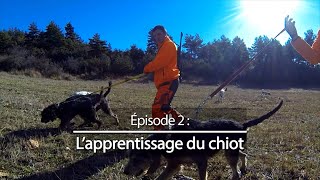 Chiens de chasse #2 : L’apprentissage du chiot