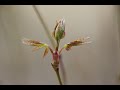 モミジの芽摘み（ハカマ取り、葉切り）／Various maple bud picking