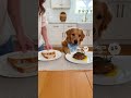Golden Retriever Picks the Wrong Bowl! 😹