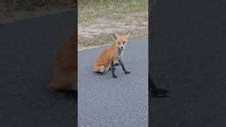 Too Friendly Fox