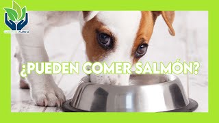 ¿Pueden comer Salmón los perros?