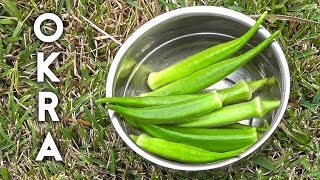 How to grow and harvest Okra (Gumbo or Ladies Finger) plus recipe!