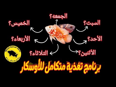 تغذية أسماك الأوسكار جدول أسبوعي لتغذية الأوسكار