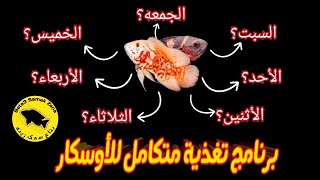 تغذية أسماك الأوسكار (جدول أسبوعي لتغذية الأوسكار)