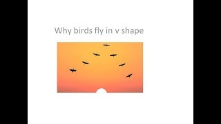 why birds fly in v Formation YouTube