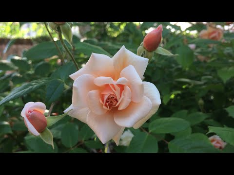 Video: Scopri i diversi tipi di rose iceberg