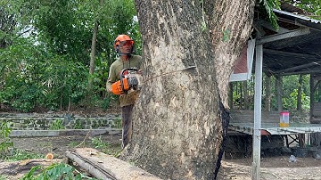 3 Trees close to the house! The parking lot is destroyed, the branches are stuck together!