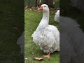 Funny Duck playing in Water/ Interesting fact about duck Life #viral #youtubeshorts #funny #fypシ